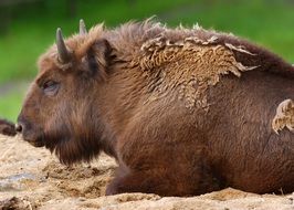 Cute buffalo is laying