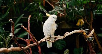 White parrot on the branch