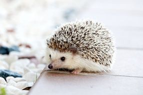 little hedgehog on the table