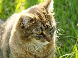 tiger cat sitting on green grass
