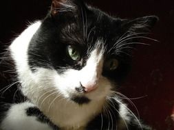 portrait of the black and white cat in the dark
