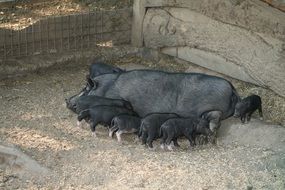 mother pig is feeding her piglets