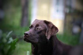 portrait of a labrador in the forest