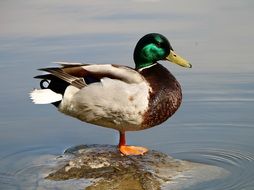 duck with a bright color on the pond