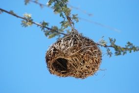 Nest Tree