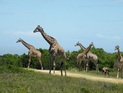 beautiful Giraffe Wild Animal