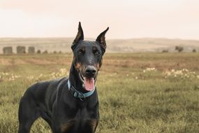 portrait of a strong doberman