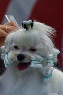 Dog on the dog show