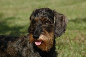 pedigree dog on a green meadow close up