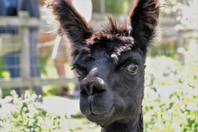 black alpaca head on a background of green bushes