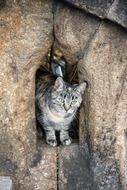 cat and stone wall