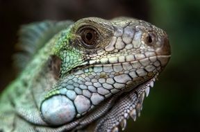portrait of head of a lizard