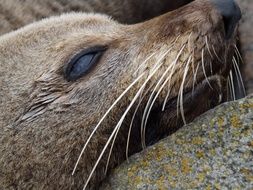 muzzle of a sea lion