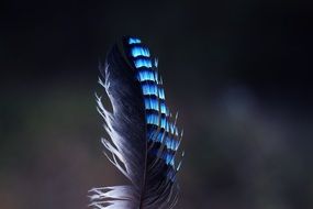 Blue jay feather