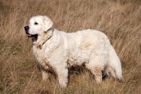 white luxury Retriever Dog Pet Animal Canine