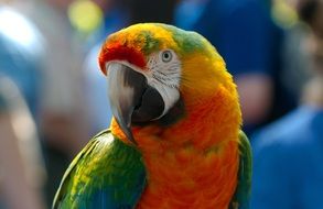 colorful domestic parrot