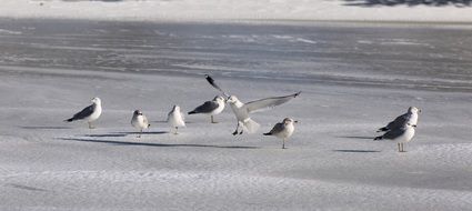 seagull flock on the frozen lake