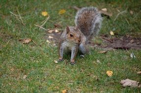 foraging grey squirrel