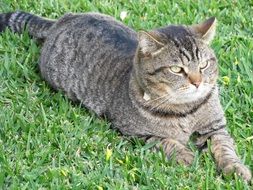 Cat is resting on the grass