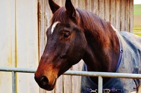 portrait of graceful horse in stable