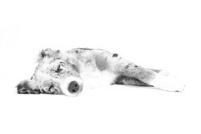 black and white photo of a sleeping dog