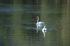 perfect beautiful Swan Bird