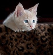 playful young cat with blue eyes