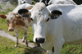 A lot of cows on a pasture