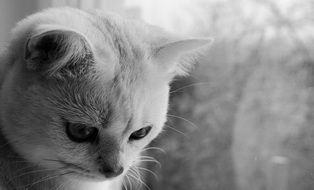 portrait of a cat in black and white