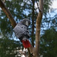 deliciously beautiful Parrot Bird