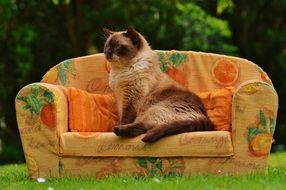 pompous british shorthair cat on the sofa