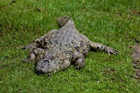 Alligator is sleeping on a green grass