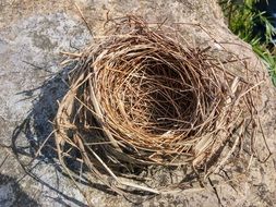 empty nest on stone close up