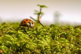 macro photo of ladybag on a green plant