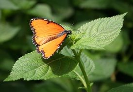 yellow butterfly in summer