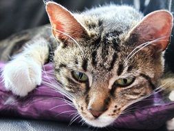 resting playful cat