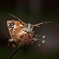 pair of butterflies on the flower