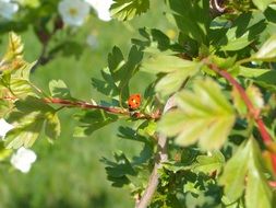 ladybug on a green bush