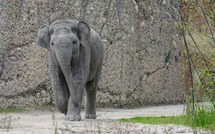 little elephant on a background of gray stone