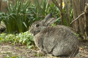 picture of the cute bunny in a spring