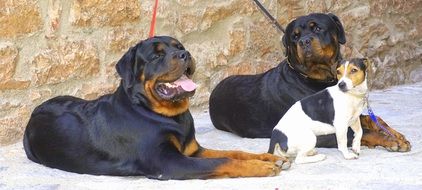 two rottweilers and small Dog resting together
