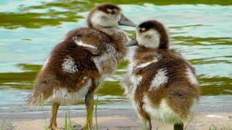 two spotted chicks by the pond