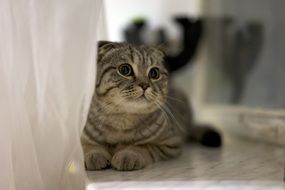 Scottish Fold Cat lays on floor