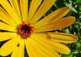 Big yellow flower grows in the garden