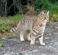 Young animal,cat focused on something