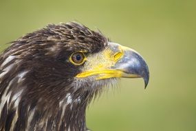 profile of an eagle