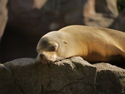 the seal rests on the rock