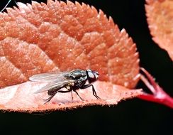 fly on an autumn leaf