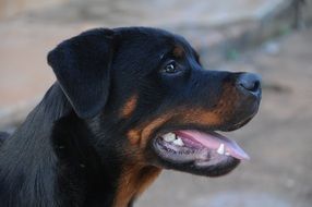 photo of the muzzle of rottweiler