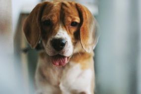 home puppy with its tongue hanging out